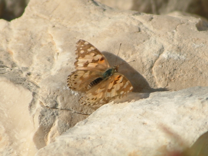 Vanessa cardui  M. Meta